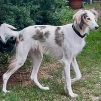 Faroukh, klug, aktiv, loyal, Hund zur Adoption