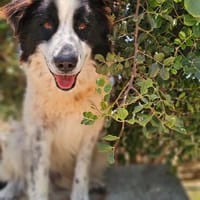 Vefa wem kannst Du endlich treu bleiben, Hündin zur Adoption