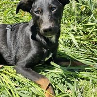 Benni Sohn des Glücks sucht seine Eltern, Hund zur Adoption