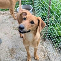 Bella die Schöne sucht Laufsteg, Hündin zur Adoption
