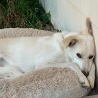 Misha sucht sein zuhause, Hund zur Adoption