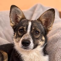 Vasile - kleiner Schatz mit großem Herzem sucht Zuhause, Hund zur Adoption