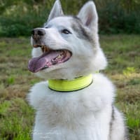 Ice- Ein Freund fürs Leben, Hund zur Adoption