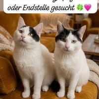 Tommy (links) m~1Jahr sucht seinen Platz, Kater zur Adoption