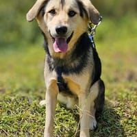 Sevah die Gewissenhafte sucht, Hündin zur Adoption