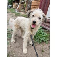 Ralfi - wartet in 14778 Beetzseeheide nahe Berlin, Hund zur Adoption