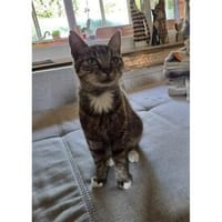Luise - wartet in 64839 Münster (Hessen), Katze zur Adoption