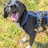 Gemma die Knospe möchte endlich blühen, Hündin zur Adoption