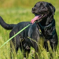 Ivar sucht sein Zuhause mit Herz und Hundeverstand, Hund zur Adoption