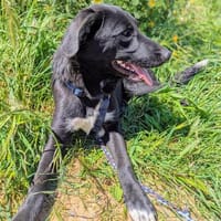 Benito der Gesegnete sucht seine Prister, Hund zur Adoption
