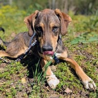 Brown sucht auf der Erde nach seinen Menschen, Hund zur Adoption