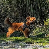 Max  Das Leben wartet. Worauf eigentlich noch!, Hund zur Adoption