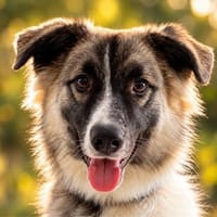 Meeko - 10 Monate jung und voller Potenzial, Hund zur Adoption