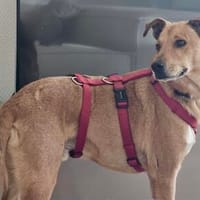 Huesos, menschenbezogen, neugierig, verträglich, Hund zur Adoption