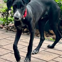 Bran, freundlich, bewegunsgfreudig, offen, Hund zur Adoption
