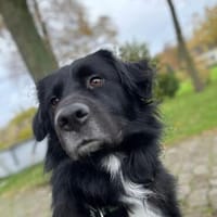 Alf sucht dringend ein ruhiges Zuhause bei erfahrenen Mensch, Hund zur Adoption