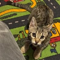 Tigrutz Einsamer kleiner Tiger sucht  Familie mit Freund, Kater zur Adoption