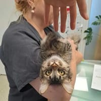 Fluffy Fröhlicher Kater sucht verspielte Familie, Kater zur Adoption