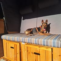Rusty1 sucht ihr Zuhause - *NEUE FOTOS!!*, Hündin zur Adoption