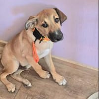 Wer schenkt Hund Cooper ein liebevolles Zuhause?, Hund zur Adoption