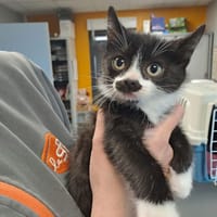 DARYL, chat à adopter