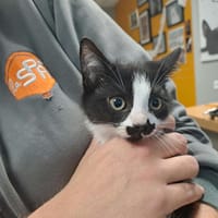 JUDITH, chatte à adopter