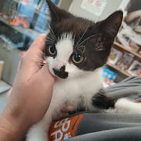 NEGAN, chat à adopter