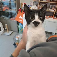 MAGGIE, chatte à adopter