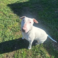 JASON A TROUVE SA FAMILLE, chien à adopter
