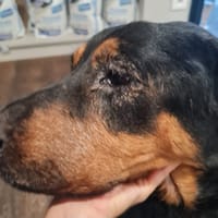 MAYA, chienne à adopter