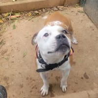 Skoll, chien à adopter
