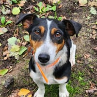 TUSKA, chienne à adopter