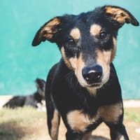 Rusty, chien à adopter
