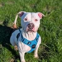 KYOTO VAA, chien à adopter