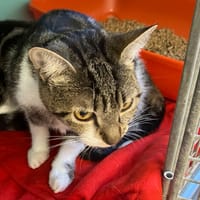 CHIRA ( RESERVE ), chatte à adopter