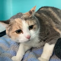 BELLE, chatte à adopter