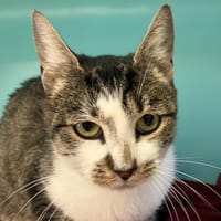 ZYLIA, chatte à adopter