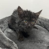 ERABLE ( RESERVE ), chat à adopter