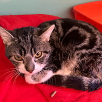 CHIRO ( RESERVE ), chat à adopter