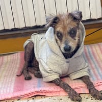 jumpy, chien à adopter