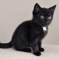 VIOLETTE, chatte à adopter