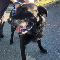 MAX, chien à adopter