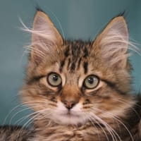 DOUDOU, chat à adopter