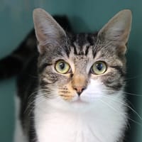 MOUMOUNE, chatte à adopter