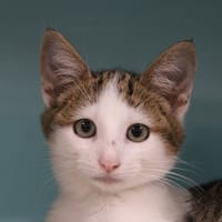 YOHAN, chat à adopter