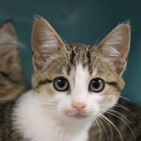 KINA, chatte à adopter