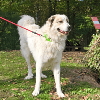 FARO, chien à adopter