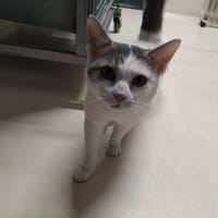 PAB30122 CHLOE, chatte à adopter