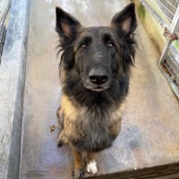 ROXANE, chienne à adopter