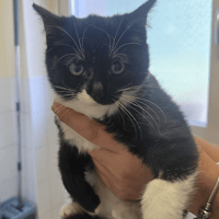 PANDA, chatte à adopter
